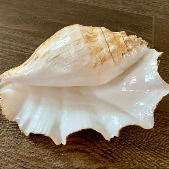 Big Sea Shell - Picture 3 of 12